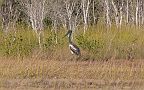 15-Jabiru at Beagle Bay